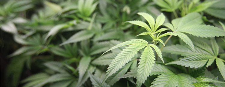 COVID-19 Just Smoked Petition to Put Recreational Marijuana on 2020 Ballot COVID-19 Just Smoked Petition to Put Recreational Marijuana on 2020 Ballot