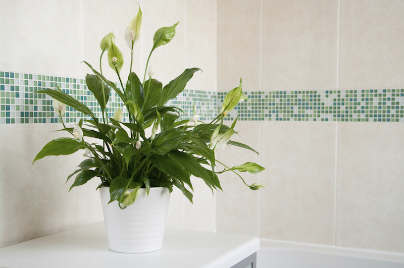 It is Finally Confirmed: These 12 House Plants Can Purify the Air, Improve Lung Health, and Enhance Sleep Quality!
