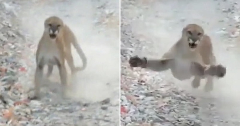 Hiker Films Terrifying 6-Minute Cougar Chase !