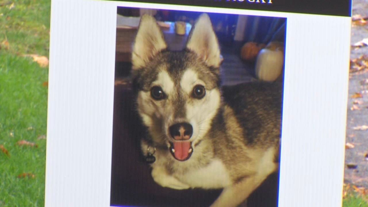 Greece Newlyweds Find Dog Who Ran Away Before Wedding