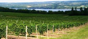 How to Taste Your Way Through the Finger Lakes Wineries