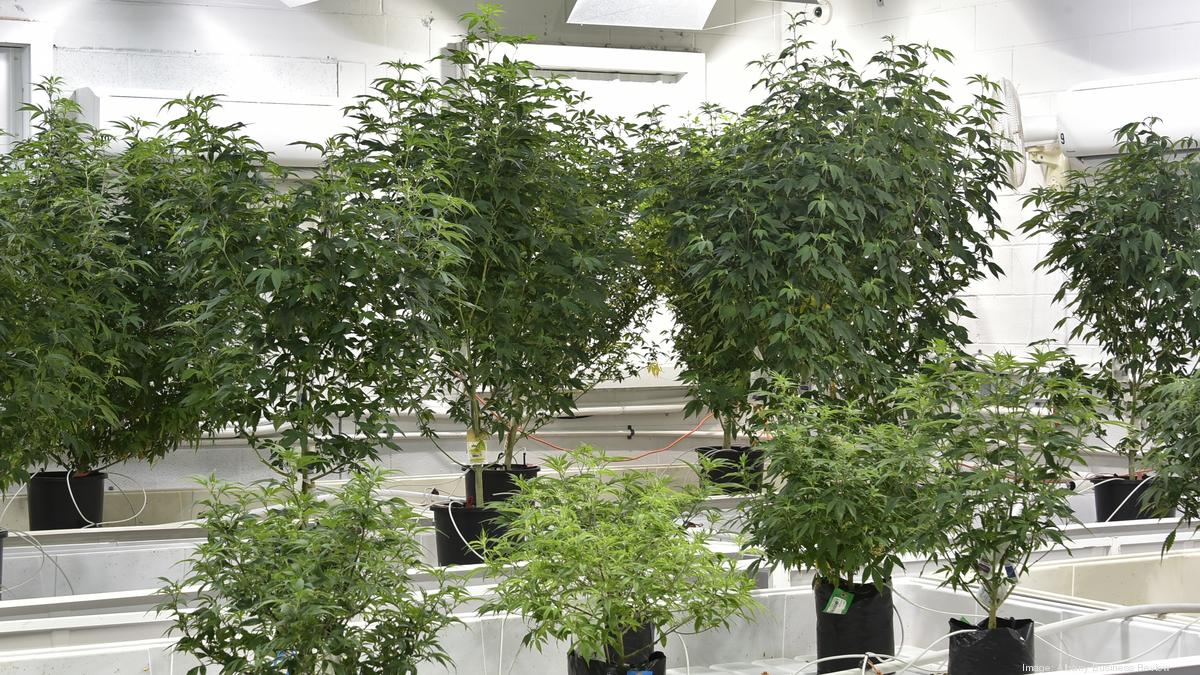 Gov. Cuomo’s new plan for legalized pot calls for delivery services, 0M equity fund