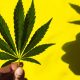 Marijuana legalization closer than ever in New York