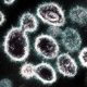 Coronavirus ‘UK variant’ now most common strain in US, CDC reports