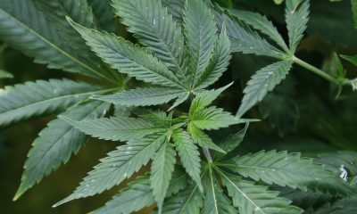 NYS launches website for Office of Cannabis Management