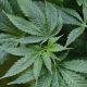 NYS launches website for Office of Cannabis Management