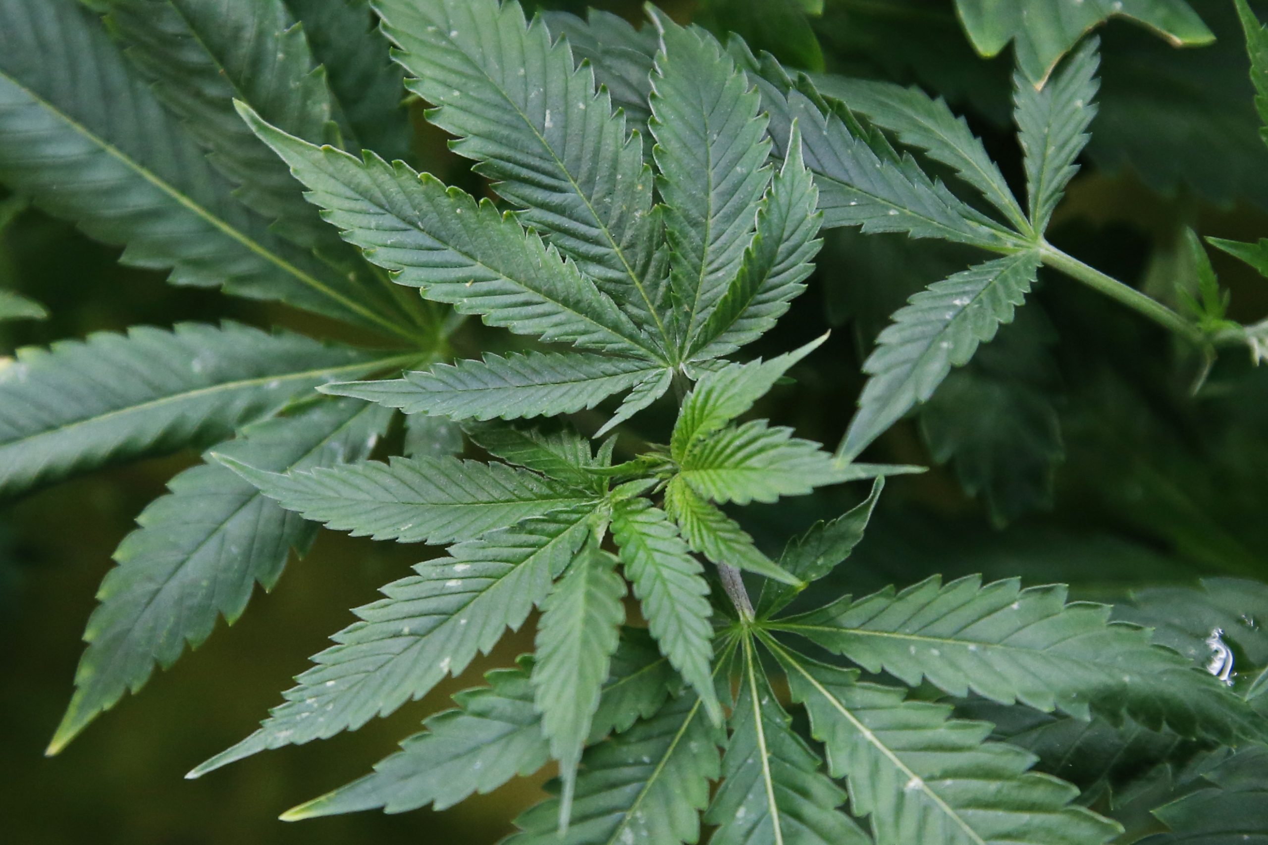 NYS launches website for Office of Cannabis Management NYS launches website for Office of Cannabis Management