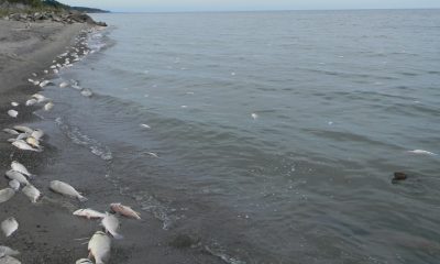 Large number of dead fish along Lake Ontario