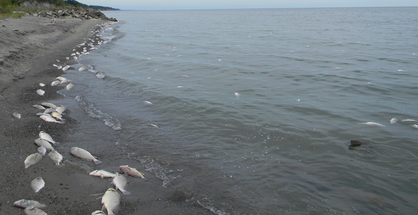Large number of dead fish along Lake Ontario Large number of dead fish along Lake Ontario