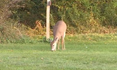 Monroe County Sheriffs deputy struck a deer with a motorcycle