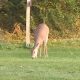 Monroe County Sheriffs deputy struck a deer with a motorcycle