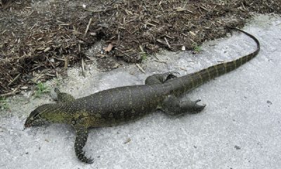 Missing Nile monitor lizard is dead after being struck by vehicle in Attica