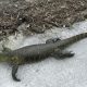 Missing Nile monitor lizard is dead after being struck by vehicle in Attica