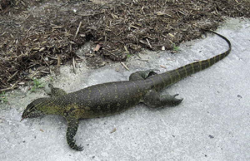 Missing Nile monitor lizard is dead after being struck by vehicle in Attica Missing Nile monitor lizard is dead after being struck by vehicle in Attica