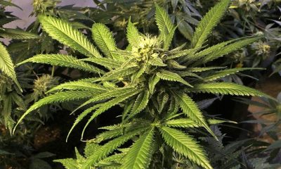 Senator Cooney holds expungement event for marijuana charges