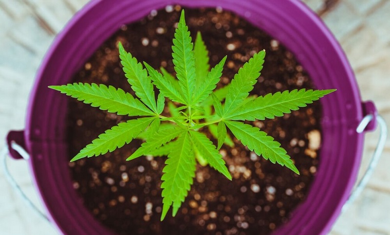 Marijuana as a gift by purchasing goods from some retailers Marijuana as a gift by purchasing goods from some retailers
