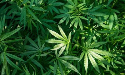 Employers will no longer test employees for marijuana