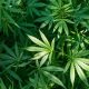 Employers will no longer test employees for marijuana