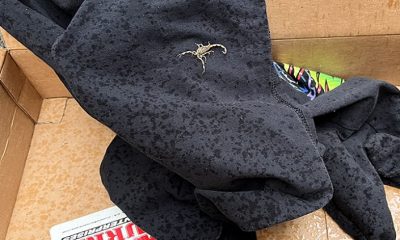Scorpions found in package delivered in Rochester