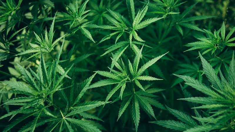 9% of towns, villages have opted out of recreational marijuana law in New York