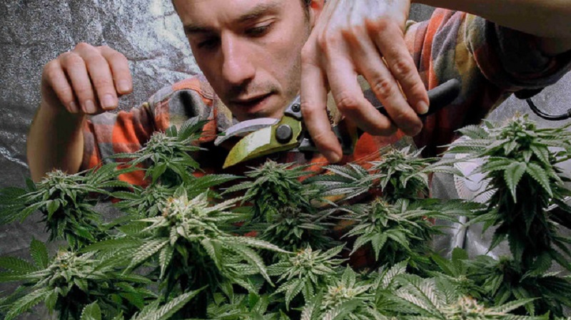Banning recreational cannabis businesses in Irondequoit Banning recreational cannabis businesses in Irondequoit