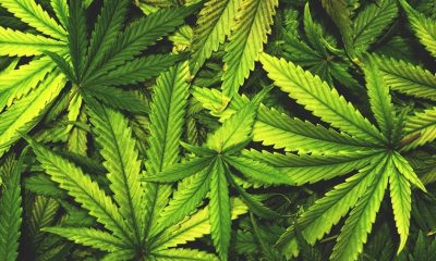 Irondequoit public input on recreational marijuana Tuesday