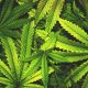 Irondequoit public input on recreational marijuana Tuesday