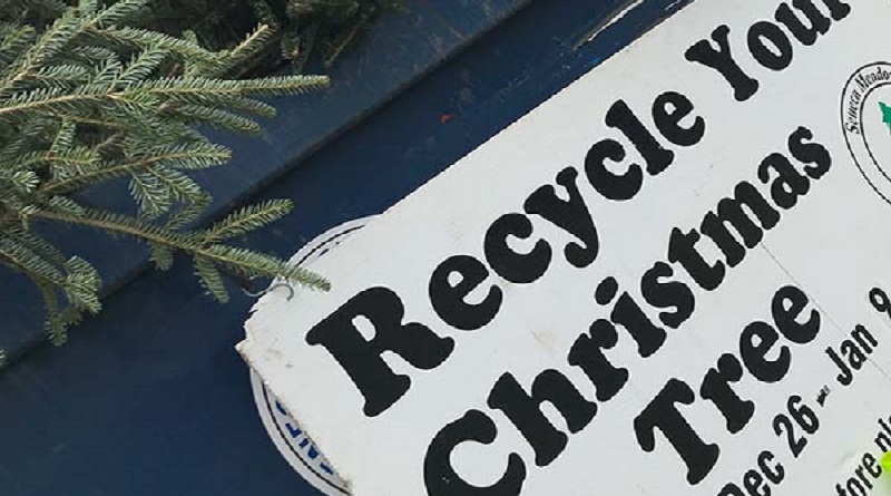 Christmas tree recycling program in Seneca County