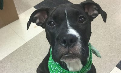 More dogs than usual waiting for adoption in Lollypop Farm