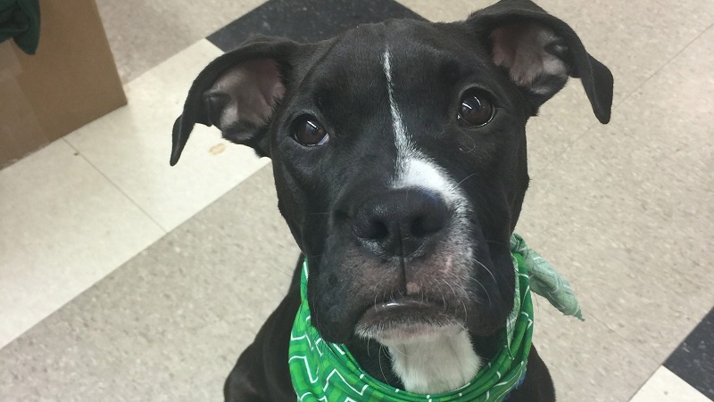 More dogs than usual waiting for adoption in Lollypop Farm
