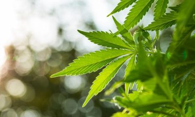 Owasco and Moravia set to opt-in for both marijuana sales and consumption