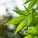 Owasco and Moravia set to opt-in for both marijuana sales and consumption