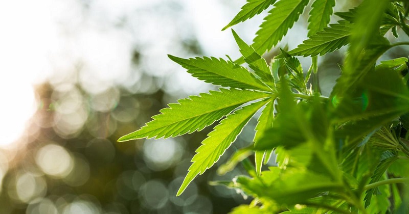 Owasco and Moravia set to opt-in for both marijuana sales and consumption