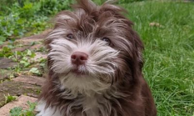 Police searching for stolen vehicle with dog inside in Rochester