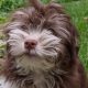 Police searching for stolen vehicle with dog inside in Rochester