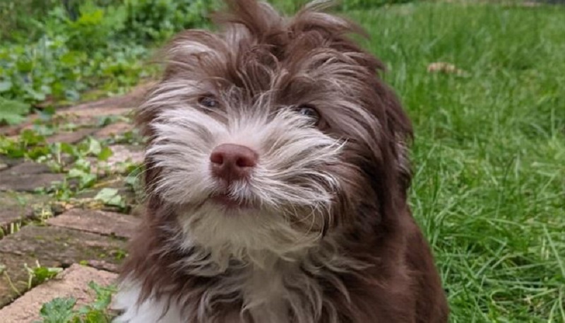 Police searching for stolen vehicle with dog inside in Rochester Police searching for stolen vehicle with dog inside in Rochester