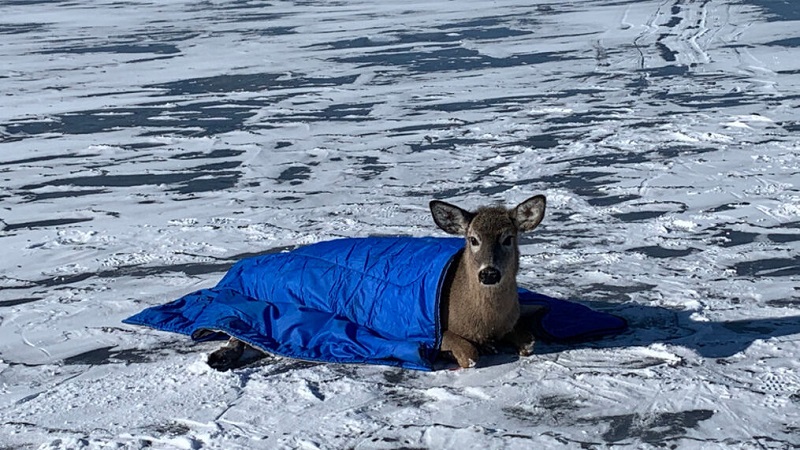 Neighbor rescues trapped deer on the frozen Saratoga Lake Neighbor rescues trapped deer on the frozen Saratoga Lake