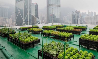 Urban Agriculture key to creating a more equitable food system