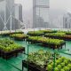 Urban Agriculture key to creating a more equitable food system