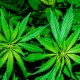 Hochul clears the way for cannabis cultivation starting this year