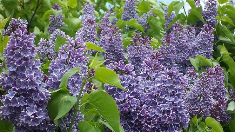 Lilac Fest announces its return for 2022 last year
