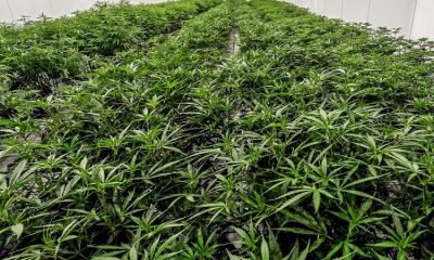 First 100 marijuana retail licenses to be given to New Yorkers with prior convictions