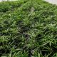 First 100 marijuana retail licenses to be given to New Yorkers with prior convictions