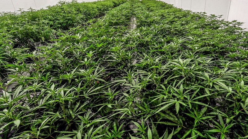 First 100 marijuana retail licenses to be given to New Yorkers with prior convictions