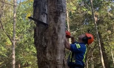 The dying trees create a hazard for visitors at the cemetery and golf course in Elmira