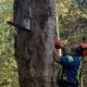 The dying trees create a hazard for visitors at the cemetery and golf course in Elmira