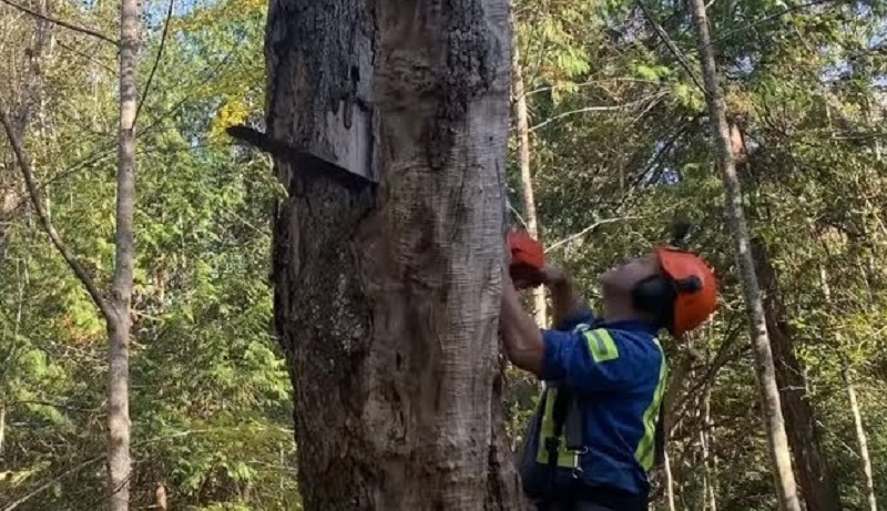 The dying trees create a hazard for visitors at the cemetery and golf course in Elmira