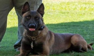 Beloved Monroe County K-9 dies after years of service