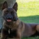 Beloved Monroe County K-9 dies after years of service