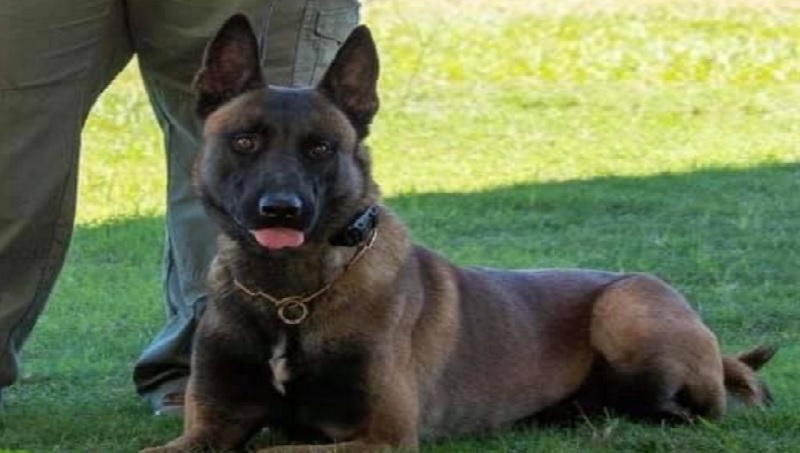 Beloved Monroe County K-9 dies after years of service Beloved Monroe County K-9 dies after years of service